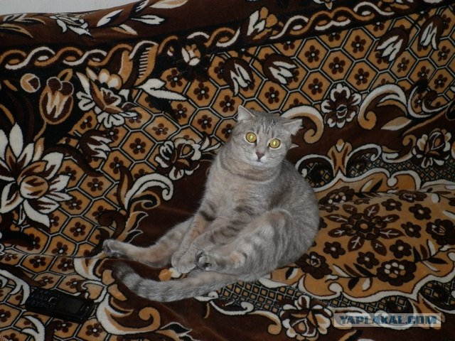 Котовторник (24. 01. 2012 )