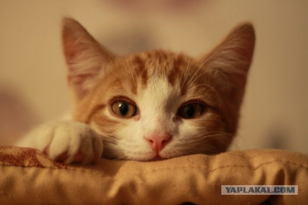 Котовторник! 13.03.2012