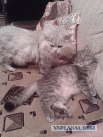 Котовторник 10.04.2012