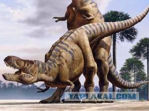 Как рождаются крокодилы