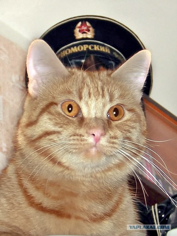 Котовторник 07.08.2012