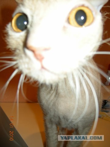 Котовторник  4.09.12