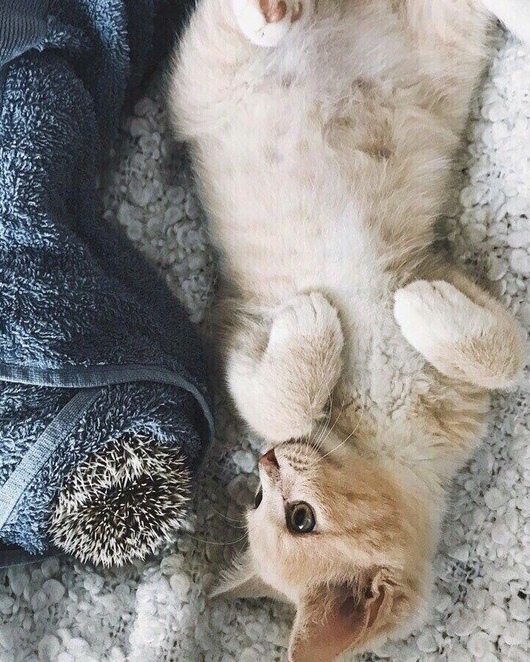 Прикольных котов пост