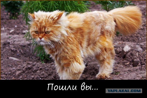 ЭКСПОКОТ 2012