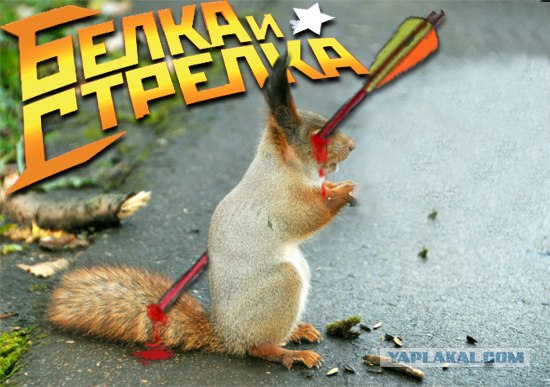 Фотожаба: Бельчонок