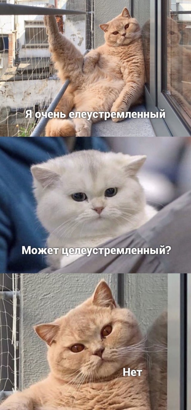 Картинки с котами и про котов