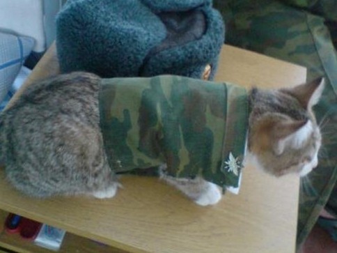 Котёнок