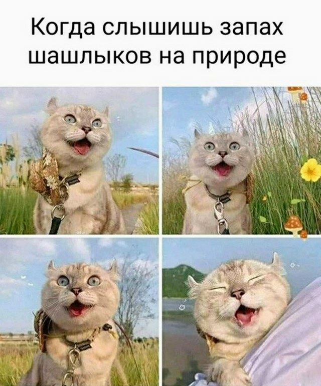 Картинки и мемы для настроения