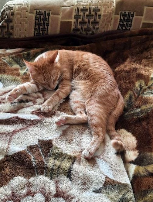 Господа и дамы ЯПа! Котовторник у нас начался! Отойдите от политоты и давайте котиков побольше!