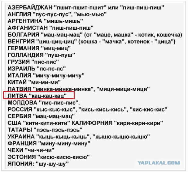 О пользе звукового пингования случайных котов