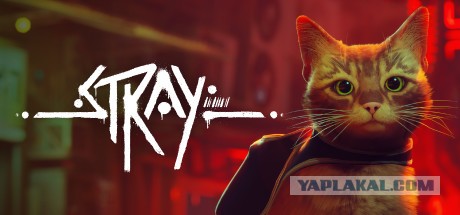 Котик гуляет сам по себе, с камерой на шее