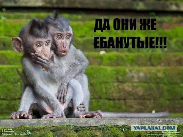 Подросток из Москвы решил бросить курить с помощью мухоморов.