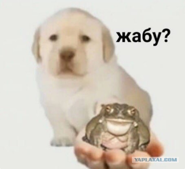 Весёлый полтишок 13.08.24