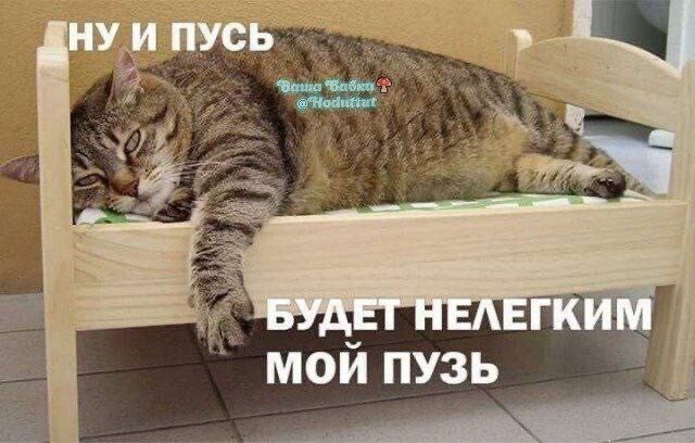 Котовторник в картинках