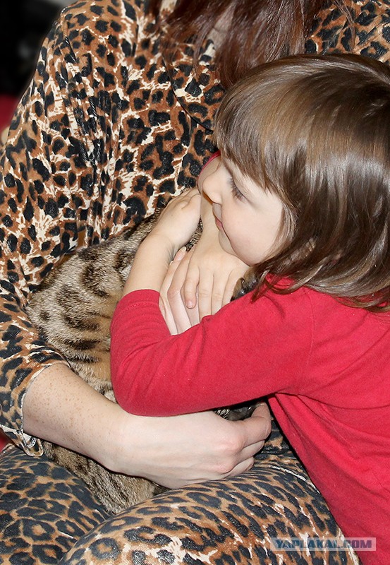 О бенгальских котах на наглядном примере