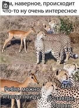 Картинки для деградации 26 (разной степени свежести)
