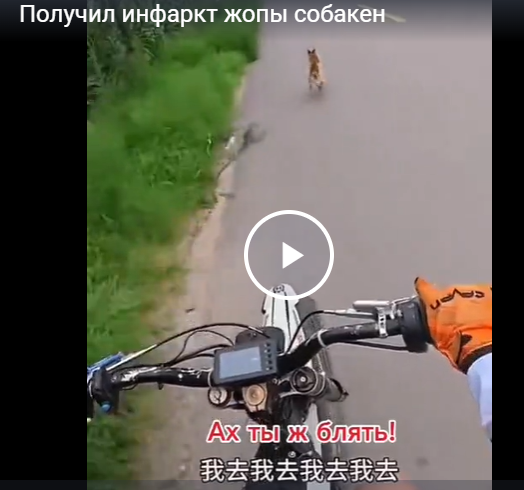 Получил инфаркт жопы собакен