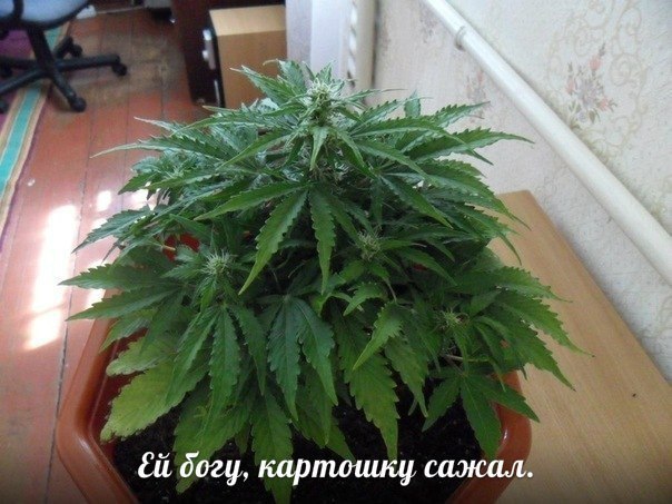 Башкирский танцор