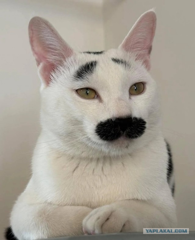 Котеек необычных псто