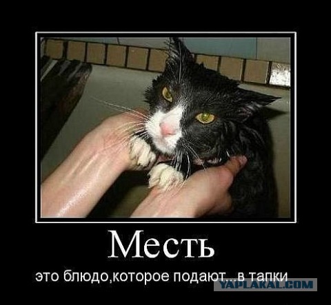 Купание кота в раковине