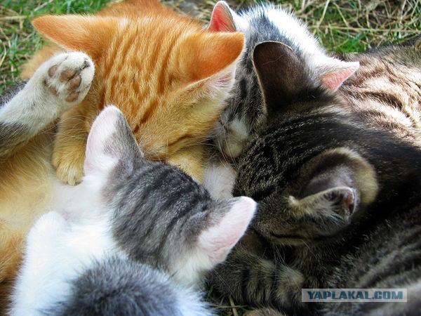 Котовторник на 24.09.2013г