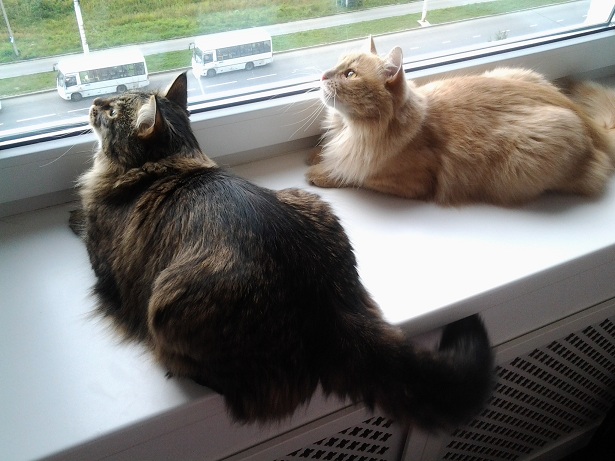 Котовторник 01.04.2014