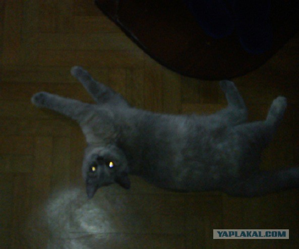 Котовторник  08.04.2014