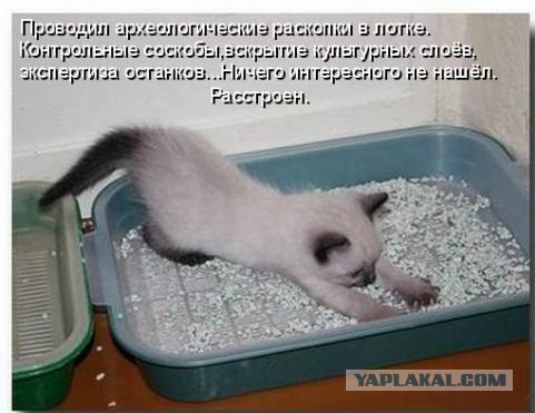 Никаких мимими!