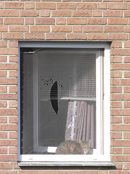 Котовторник 27.5.2014