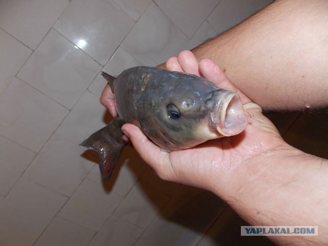 На рыбалку с сыном