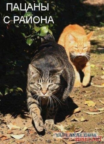 Как коты видят мир вокруг