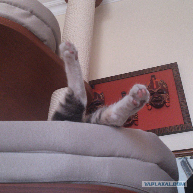 Котовторник 23.09.2014.
