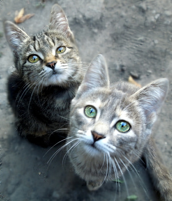 Котовторник 11.11.2014