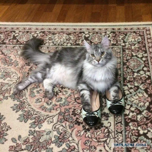 Котовторник