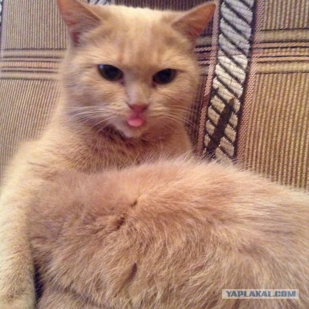 Котовоскресенье