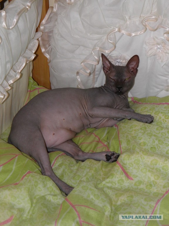 Если есть кошачье ню, то оно выглядит вот так...