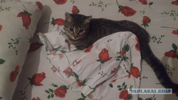 Котовторник
