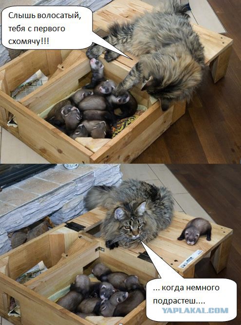 Усатый нянь