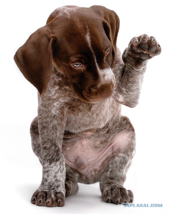 Собакочетверг