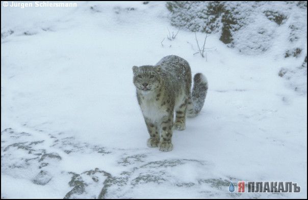 ДИКИЕ КОШКИ