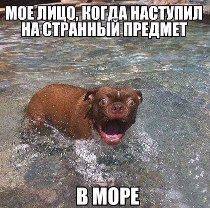 Мохнатые беспредельщики