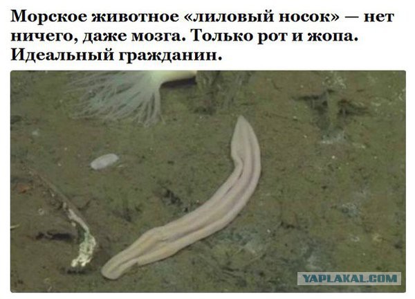 Традиционные школьные уроки и отметки уйдут в прошлое