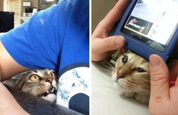 Прикольные животные