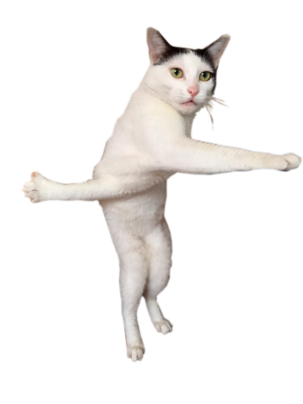 Служебные коты