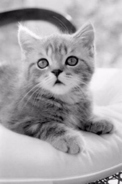 Коты из сети