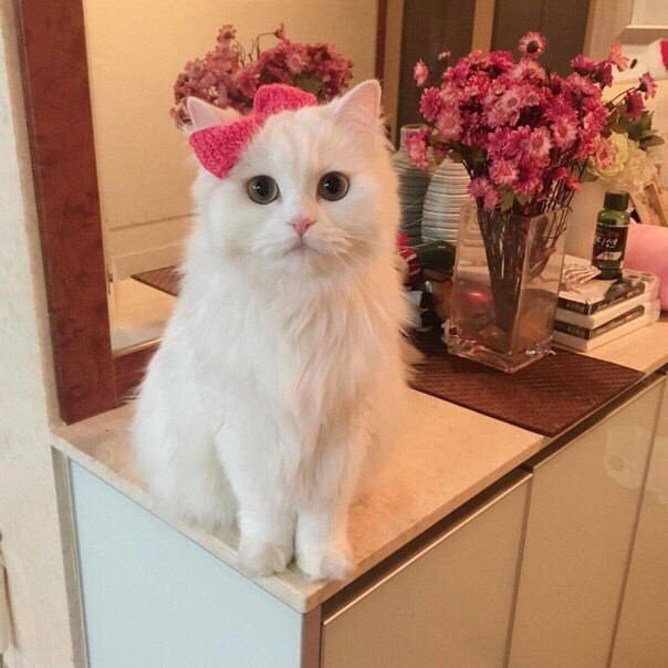 Коты из сети