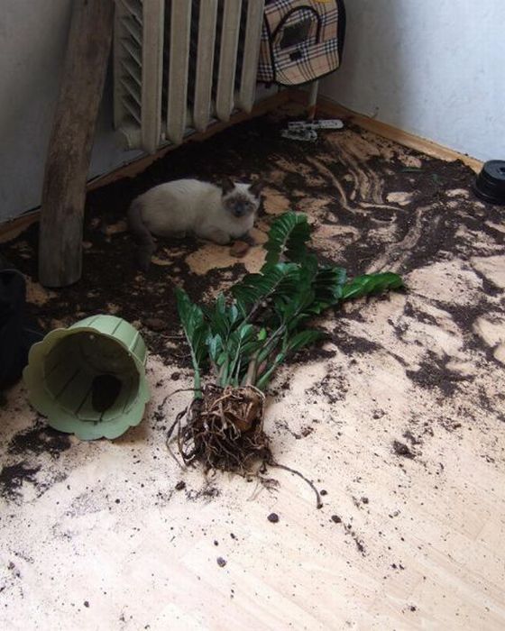 Коты и Кошки