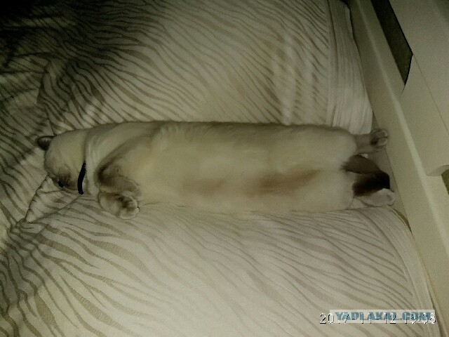 Котовторник 28.11.2017