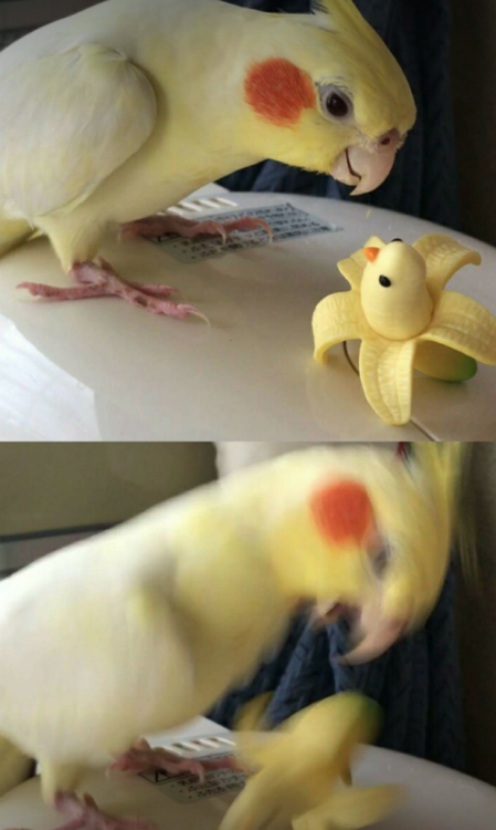 Живность из сети