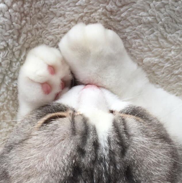 Коты и Кошки